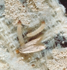 Clothes Moth